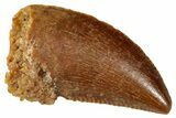Serrated, Raptor Tooth - Real Dinosaur Tooth #273527-1